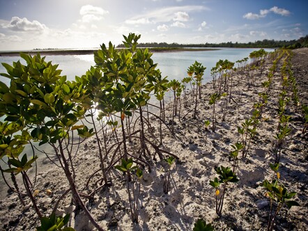 Mangrove replanting in Kiribati