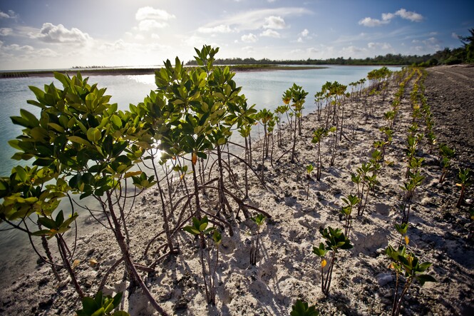 Mangrove replanting in Kiribati