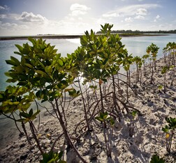 Mangrove replanting in Kiribati